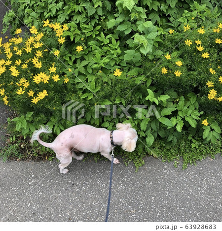 犬のお散歩 63928683