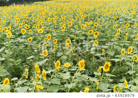 ひまわり ひまわり 63928979