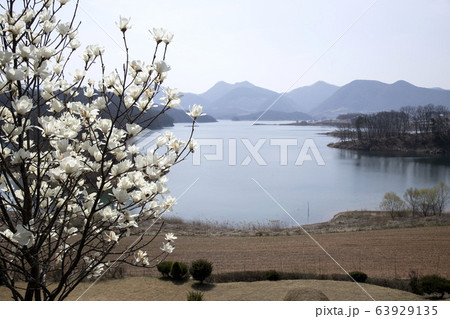 マグノリア 春の花 春 63929135