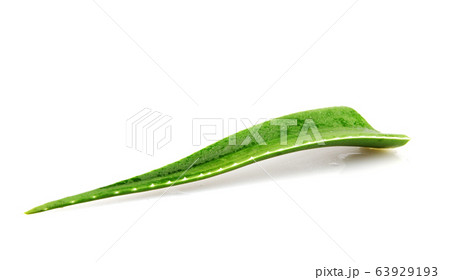 Aloe vera plant isolated on white background. Aloe Aloe vera plant isolated on white background. Aloe 63929193