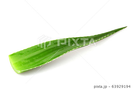 Aloe vera plant isolated on white background. Aloe Aloe vera plant isolated on white background. Aloe 63929194