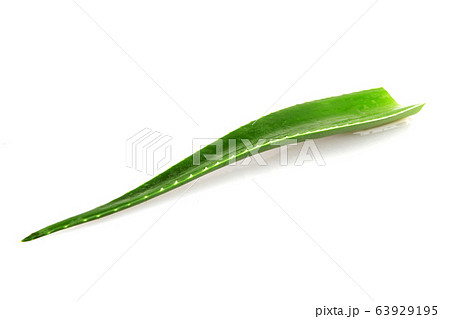 Aloe vera plant isolated on white background. Aloe 63929195
