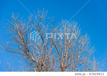 Tree branches without leaves on a clear blue sky 63929621