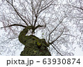 桜の木 63930874