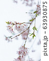 桜の花びら 63930875