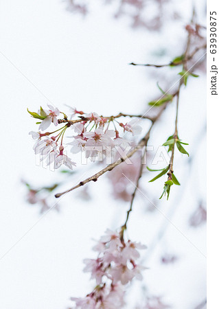桜の花びら 63930875