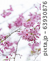 桜の花びら 63930876