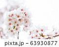 桜の花びら 63930877