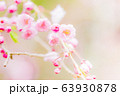 桜の花びら 63930878