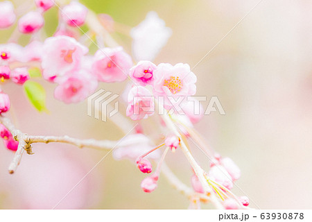 桜の花びら 63930878