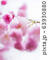 桜の花びら 63930880