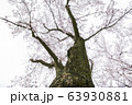 桜の木 63930881