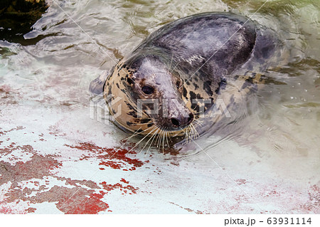 seal in the water near the shore 63931114