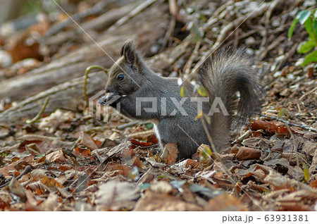 エゾリス 63931381