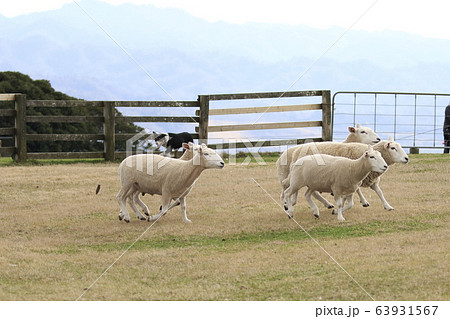 マザー牧場の春 ひつじの大行進 マザー牧場の春 ひつじの大行進 63931567