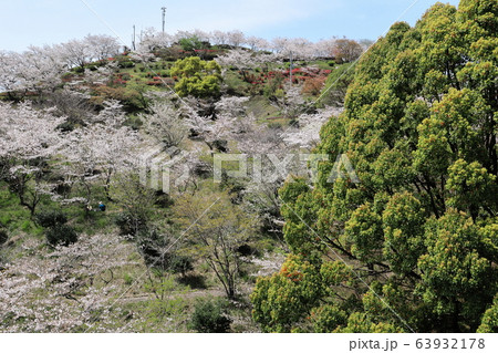 春の風物詩! 丸岡公園(鹿児島県霧島市横川町上ノ)の桜 春の風物詩! 丸岡公園(鹿児島県霧島市横川町上ノ)の桜 63932178