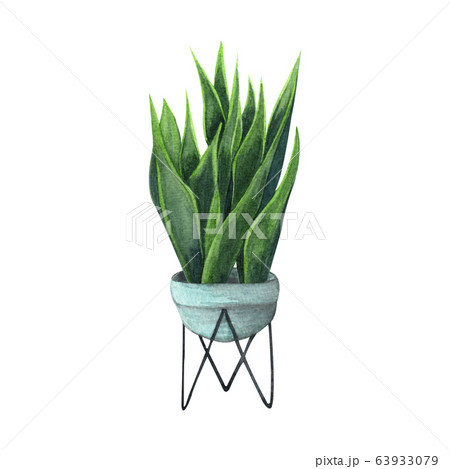 Indoor plant watercolor illustration. Home plants, 63933079