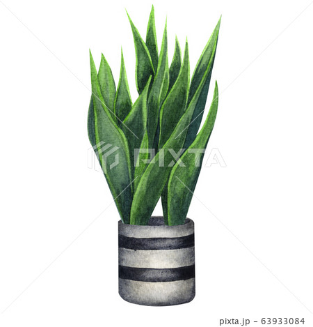 Indoor plant watercolor illustration. Home plants, 63933084