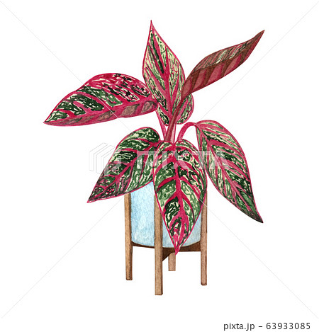Indoor plant watercolor illustration. Home plants, 63933085