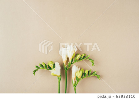 Floral background. Freesia flowers on a beige background. 63933110