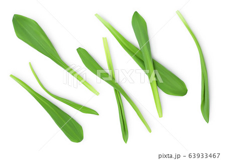 Ramson leaves isolated on white background with clipping path and full depth of field, Top view. Flat lay Ramson leaves isolated on white background with clipping path and full depth of field, Top view. Flat lay 63933467