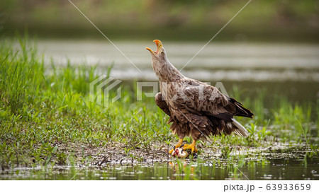 Majestic white-tailed eagle adult bird calling with beak open on a riverbank. 63933659