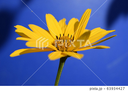 Yellow daisy flower (heliopsis) on the deep blue 63934427