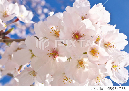 桜 63934723