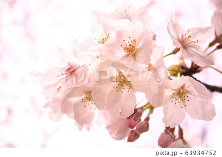 桜 63934752