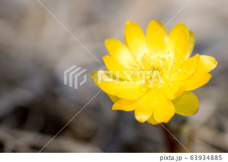 キタミフクジュソウ　福寿草　 山野草 63934885