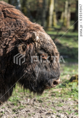 Zubron, hybrid of domestic cattle and wisent Zubron, hybrid of domestic cattle and wisent 63934947