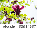 春 春の花 花見 63934967