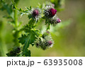 アザミ 春 花 63935008