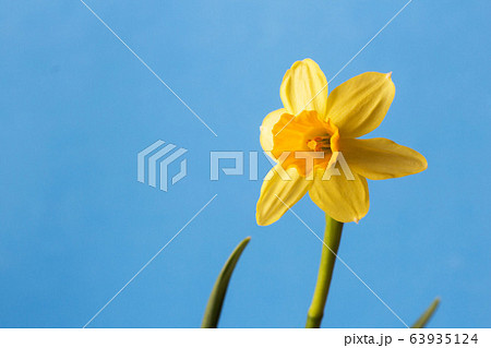 narcissus spring flower 63935124