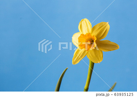 narcissus spring flower 63935125