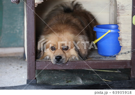 犬_ミックス 犬_ミックス 63935918
