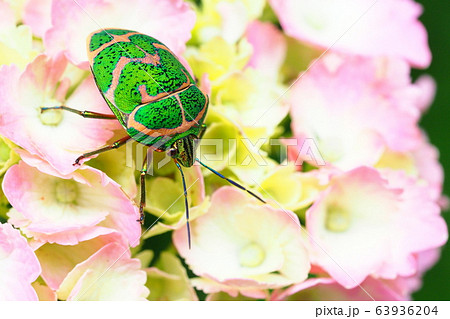 アジサイの花に止まるアカスジキンカメムシ アジサイの花に止まるアカスジキンカメムシ 63936204