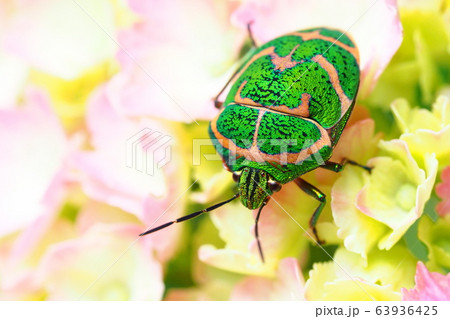 アジサイの花に止まるアカスジキンカメムシ アジサイの花に止まるアカスジキンカメムシ 63936425