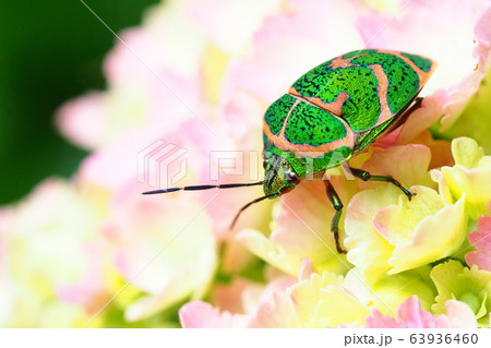アジサイの花に止まるアカスジキンカメムシ アジサイの花に止まるアカスジキンカメムシ 63936460