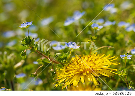 タンポポとオオイヌノフグリ 春の野原に咲く草花 タンポポとオオイヌノフグリ 春の野原に咲く草花 63936529