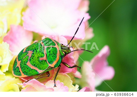 アジサイの花に止まるアカスジキンカメムシ アジサイの花に止まるアカスジキンカメムシ 63936614