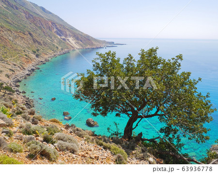 Tree above the sea 63936778