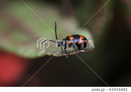 イタドリハムシ イタドリハムシ 63936882