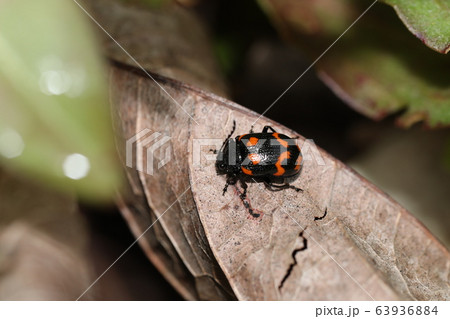 イタドリハムシ イタドリハムシ 63936884