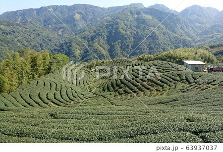 台湾八封茶園 63937037
