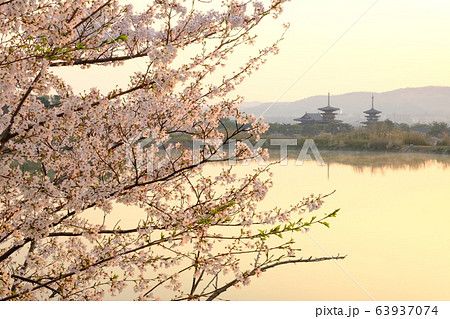 薬師寺と桜と朝日(奈良県奈良市) 薬師寺と桜と朝日(奈良県奈良市) 63937074