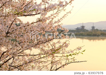 薬師寺と桜と朝日(奈良県奈良市) 薬師寺と桜と朝日(奈良県奈良市) 63937076