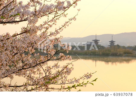 薬師寺と桜と朝日(奈良県奈良市) 薬師寺と桜と朝日(奈良県奈良市) 63937078