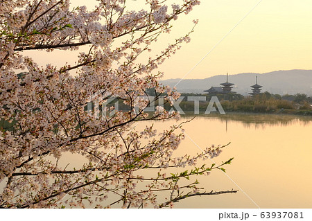 薬師寺と桜と朝日（奈良県奈良市） 63937081