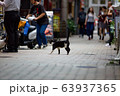 Domestic cat in the streets of Kyoto, Japan. 63937365